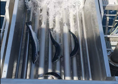 Cleaning fish separator