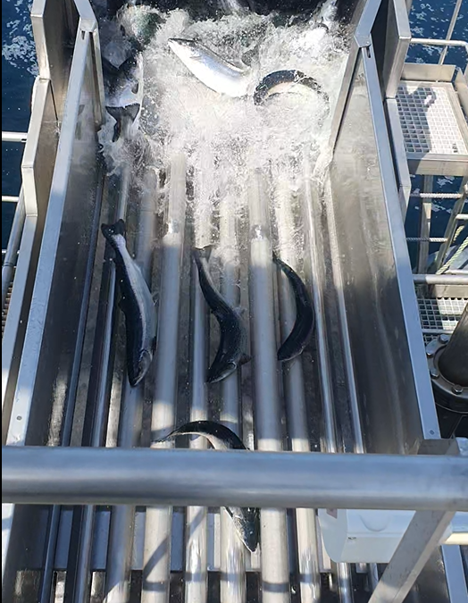 Cleaning fish separator