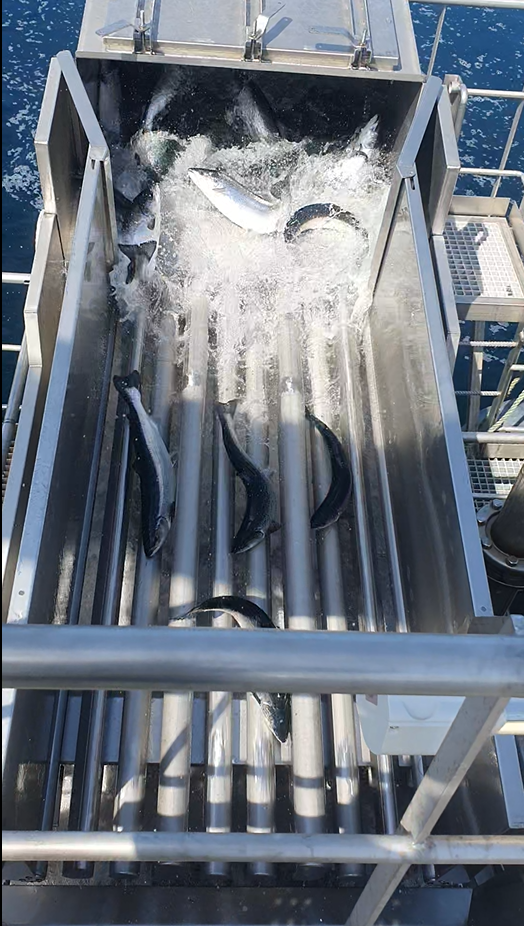 CleaningFishSeparator